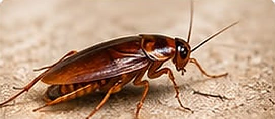 Barata adulta em superfície de um imóvel. Serviço de controle de baratas